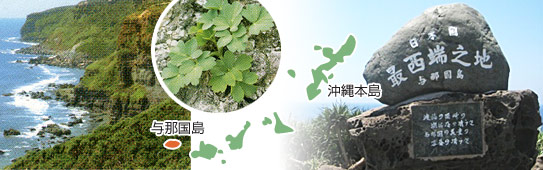 与那国島 長命草