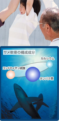 サメ軟骨