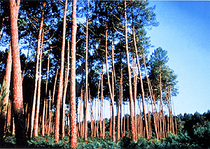 フランス海岸松樹皮エキス(ピクノジェノール)