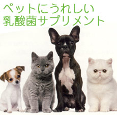 アニマルズキング