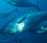青魚のDHA・EPA