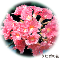 タヒボの花