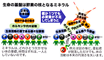生命の源は酵素の核となるミネラル