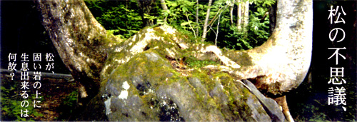 松の不思議。松が固い岩の上に生息できるのは何故?